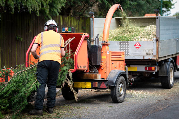 Best Hazardous Tree Removal  in Homestead Meadows North, TX